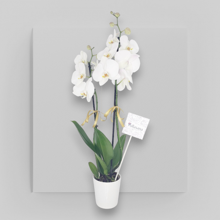 2 Dal Beyaz Orkide Beyaz Vazoda