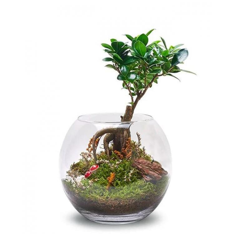 Akvaryum Fanusta Bonsai Teraryum
