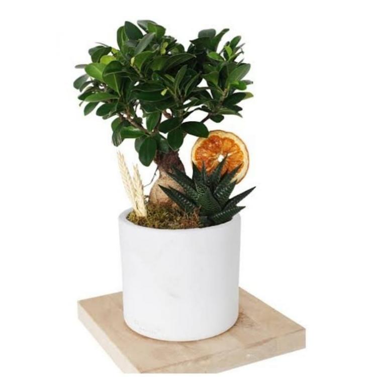 bonsai sukulent  arajmanı
